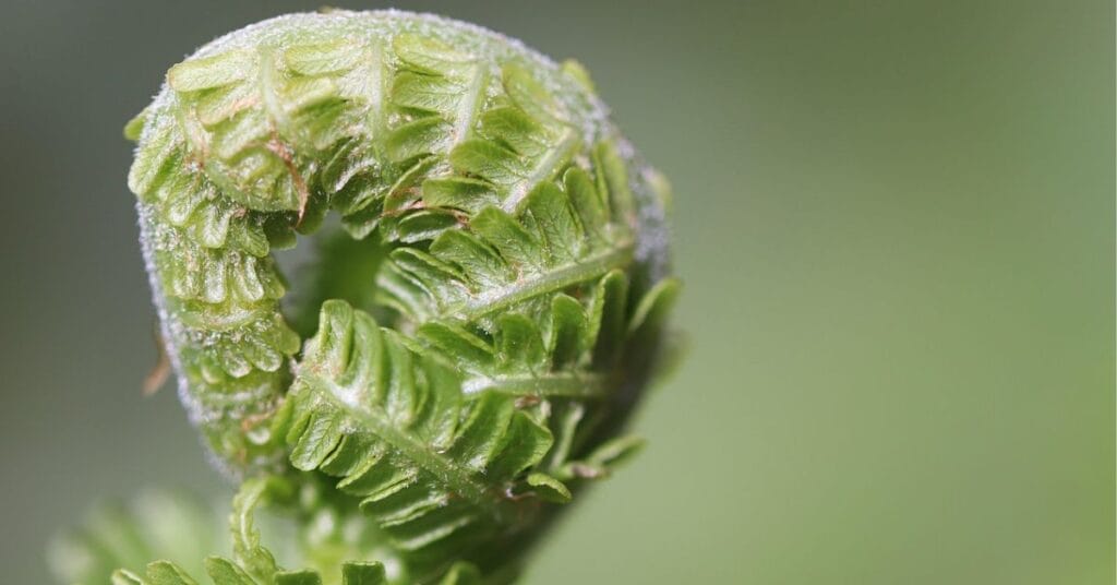 The current image has no alternative text. The file name is: How-Cannabis-Flower.jpg
