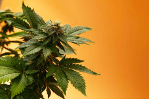 A cannabis plant featuring vibrant green leaves and flowering buds